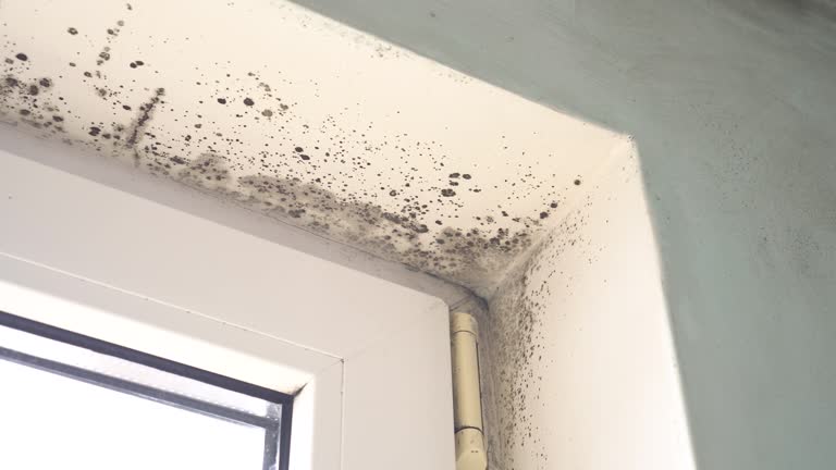 Environmental Consulting for Mold Prevention in Michigan City, IN